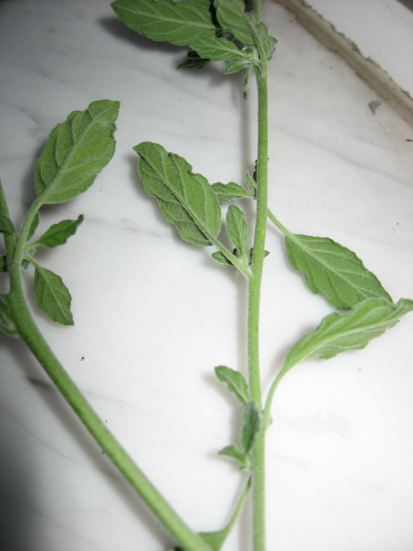 Heliotropium europaeum / Eliotropio selvatico